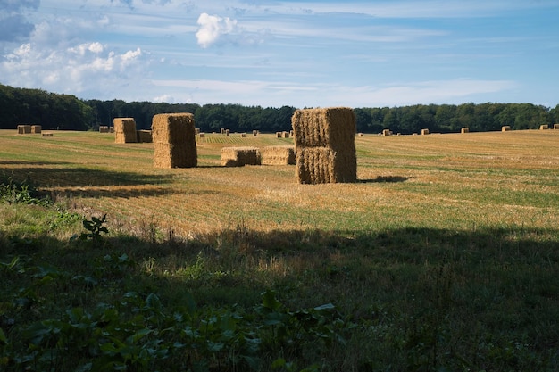 Fardos de palha em um campo de trigo colhido Abastecimento de alimentos Agricultura para alimentar a humanidade