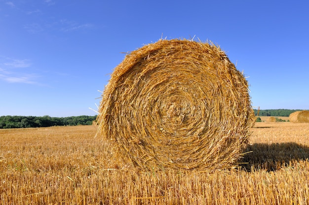 Fardos de palha em um campo