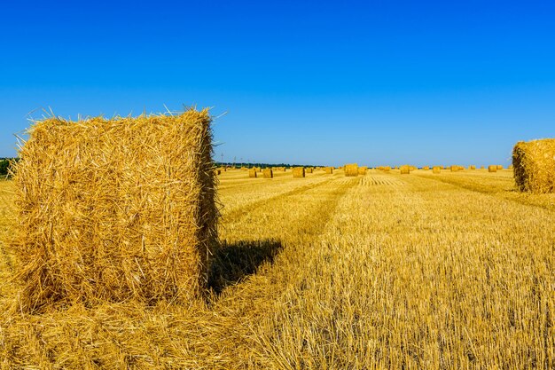 Fardos de palha enrolados no campo agrícola. conceito agrícola