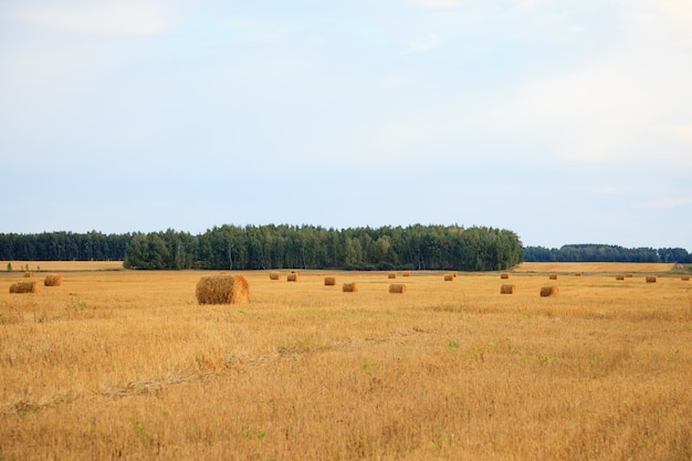 Fardos de palha na zona rural irlandesa