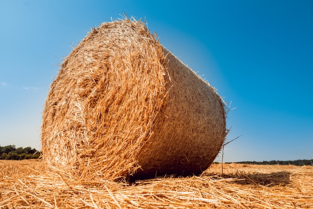 Fardos de palha no campo de trigo. verão