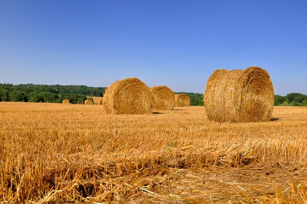 Fardos de palha num campo