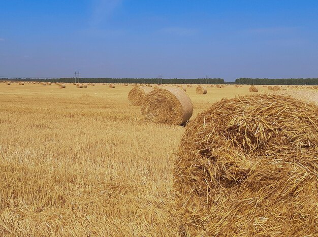 Foto fardos de palha num campo