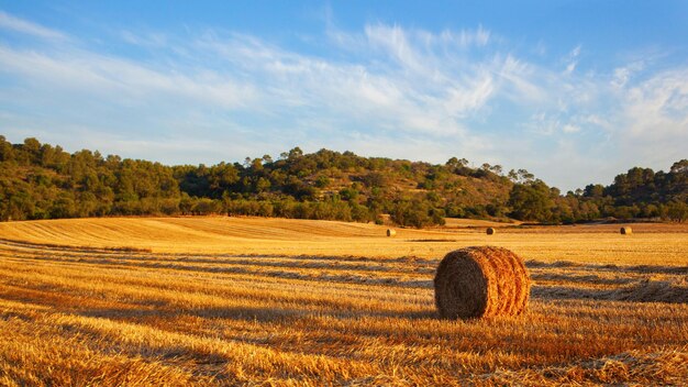 Fardos de palha redondos em campos colhidos e céu azul