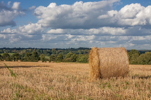 Fardos de heno en un campo después de la cosecha