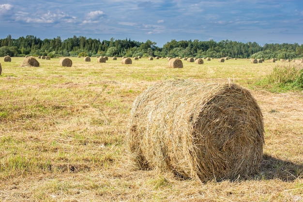 Fardos de heno en campo dorado. Foto de alta calidad