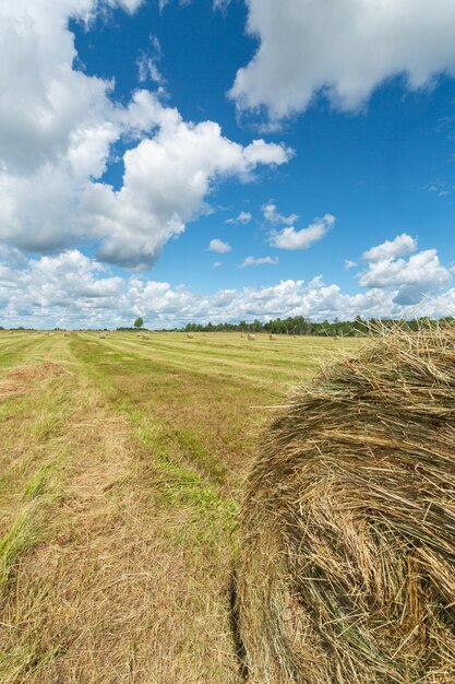 Fardos de heno en el campo a finales del verano.