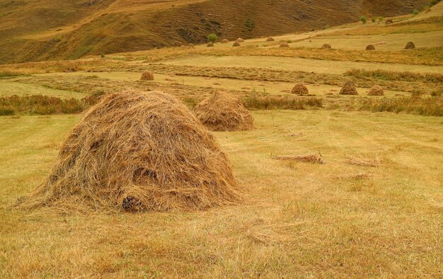 Fardos de heno en el campo de otoño dorado de la campiña del Cáucaso