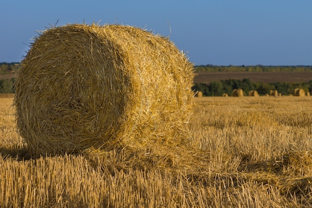 Fardos de heno dorado redondo recién cosechado y embalado en un campo agrícola para ser utilizado como forraje de invierno para el ganado