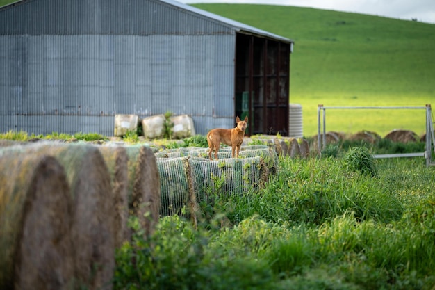 Fardos de heno en una granja para alimentar a las vacas en primavera