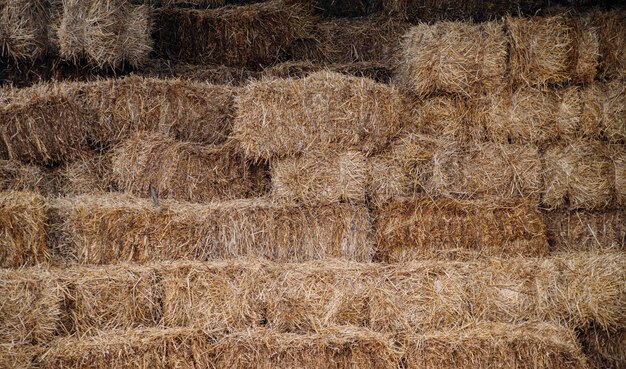 Los fardos de heno o paja se apilan con una pared. Agricultura y ganadería.