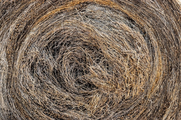 Fardos de lino cosechado en un campo de verano Linum Closeup Una planta a partir de la cual se fabrican aceite y ropa Cultivo agrícola importante