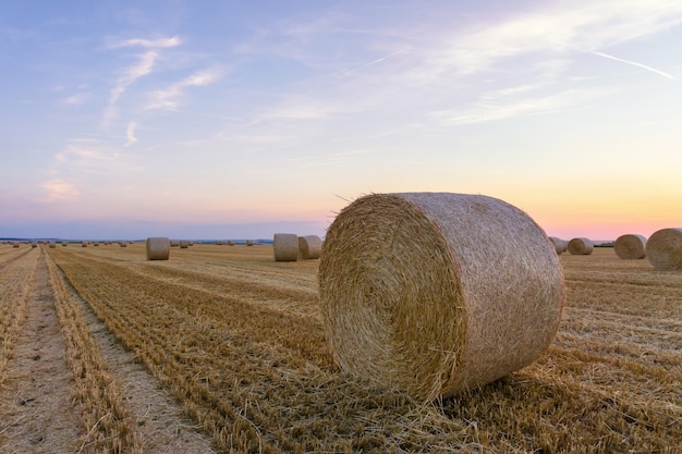 Fardos de paja apilados en un campo en verano, Reims, Francia