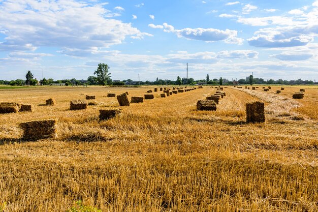 Fardos de paja en el campo agrícola. Concepto agrícola