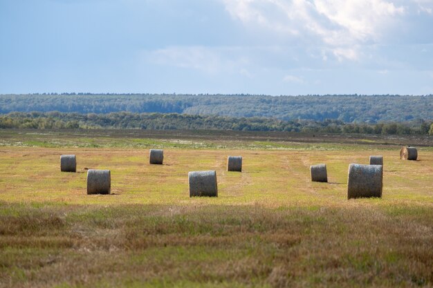 Fardos de paja en el campo agrícola en día de otoño