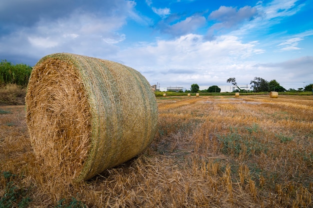 Fardos de paja en el campo al atardecer