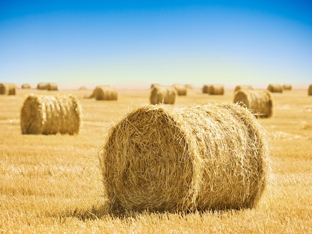 Fardos de paja en un campo con cielo azul