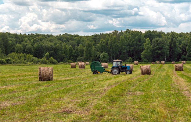 Fardos de paja en el campo haciendo heno