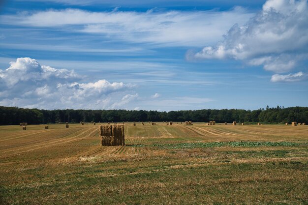 Fardos de paja en un campo de trigo cosechado Suministro de alimentos Agricultura para alimentar a la humanidad