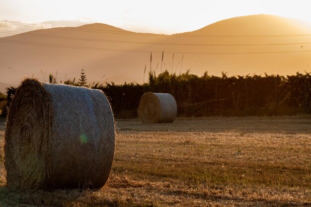 Fardos de paja en un campo de trigo en Viladecans