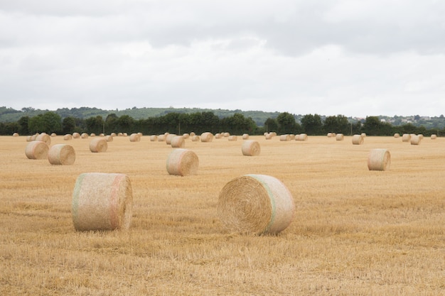 Fardos de paja en campo de verano con fardos de heno