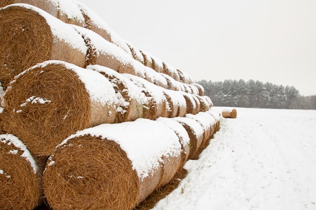 Fardos de paja en invierno