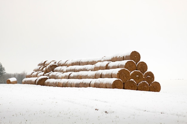 Fardos de paja en invierno