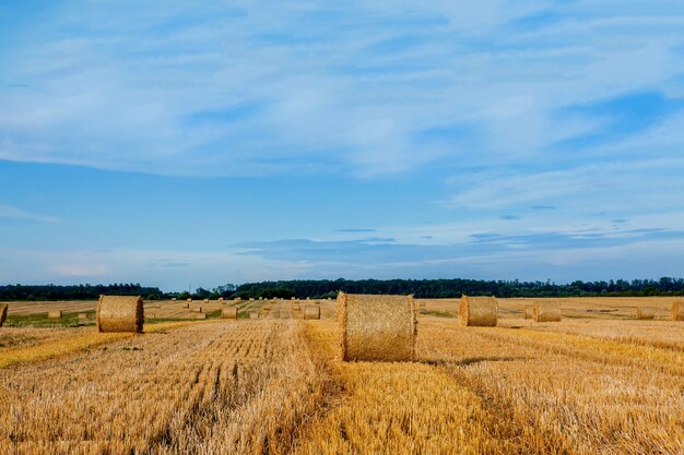 Fardos de paja de oro amarillo de heno en el campo de rastrojo, campo agrícola bajo un cielo azul con nubes. Paja en el prado. Paisaje natural de campo. Cosecha de cereales, cosecha.