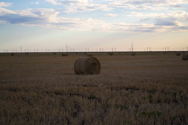 Fardos de paja paja de trigo los fardos están listos para ser cargados en el campo nueva cosecha paja amarilla