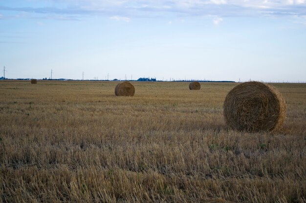 Fardos de paja paja de trigo los fardos están listos para ser cargados en el campo nueva cosecha paja amarilla