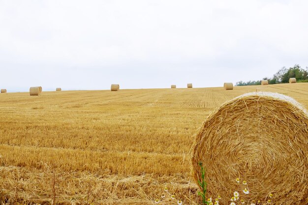 Fardos redondos de palha em terras agrícolas contra um céu azul nublado. Campo segado após a colheita de trigo.