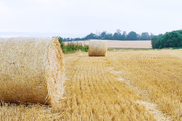 Fardos redondos de paja en tierras de cultivo contra un cielo nublado azul. Campo segado después de cosechar trigo.