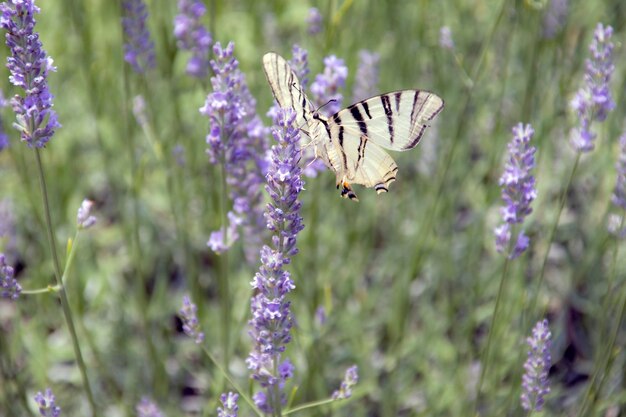 La farfalla vola sopra i profumati fiori della lavanda (la farfalla volada sobre las flores de la lavanda) es una especie de lavanda que se encuentra en el sur de Italia.