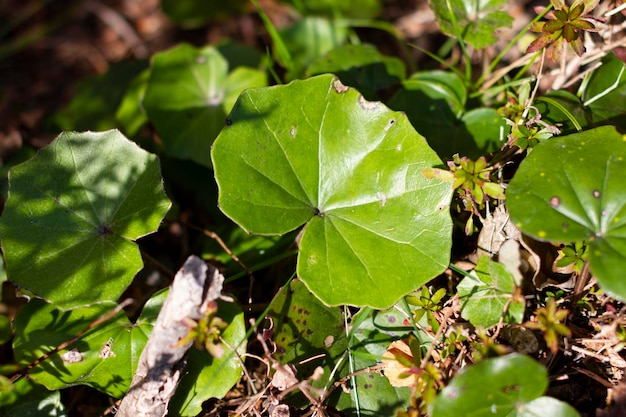 Farfugium japonicum o Ligularia tussilaginea también conocida como planta de leopardo bajo la luz del sol