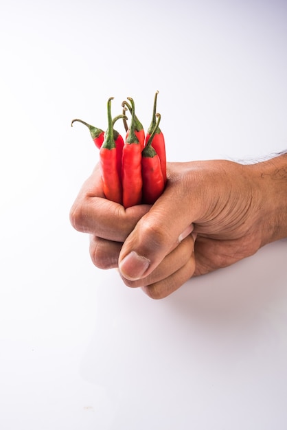 Farm frische rote Chilis auf schwarzem Hintergrund, selektiver Fokus selective