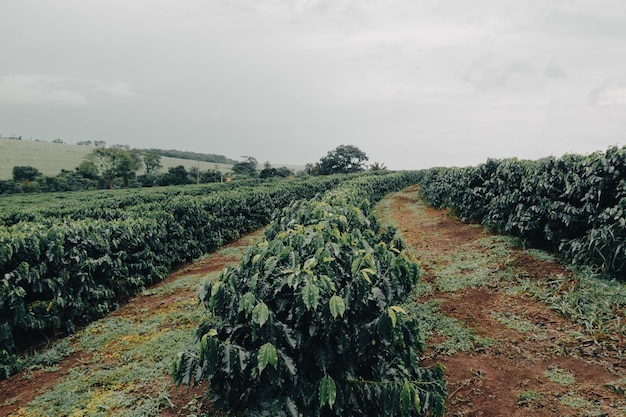 Farm Kaffeeplantage an einem bewölkten Regentag Farmfeld der Kaffeeindustrie