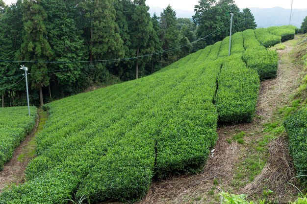 Farm mit frischem Grüntee