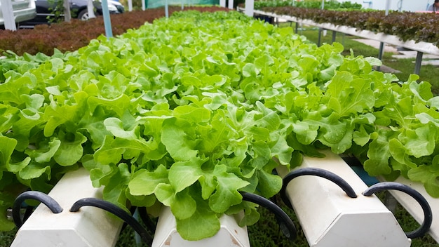 Farm nabiças vegetais hidropônicos orgânicos sem solo