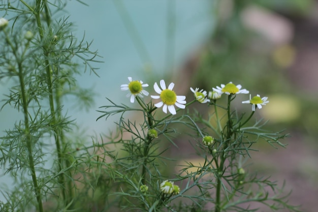 Farmacia de flores de manzanilla en las plantas de jardín para té de hierbas