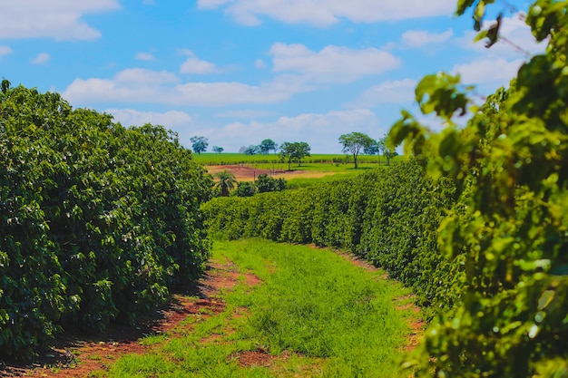 Farme da indústria cafeeira