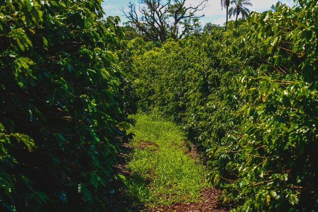 Farme da indústria cafeeira