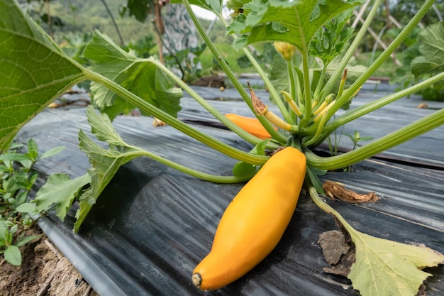 Foto farmen mit bunten zucchini