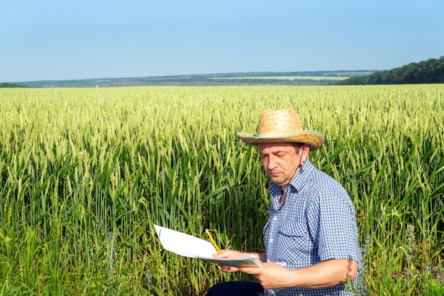 Farmer analisa o plano de cultivo de trigo no campo. A ideia de cuidar de uma plantação para uma boa colheita.