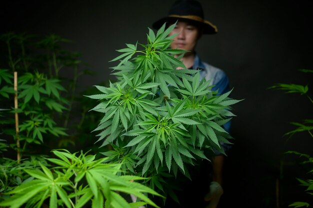 Farmer está segurando um pote de maconha, mostrando em uma fazenda legalizada.