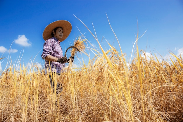 Farmer se paró con una hoz y cosechó en campos con cielo azul.