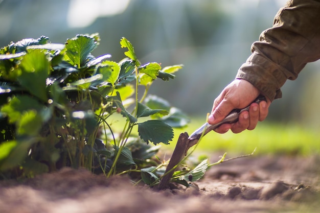 Farmer's Garden Tool Gartenkonzept Landwirtschaftliche Arbeit auf der Plantage