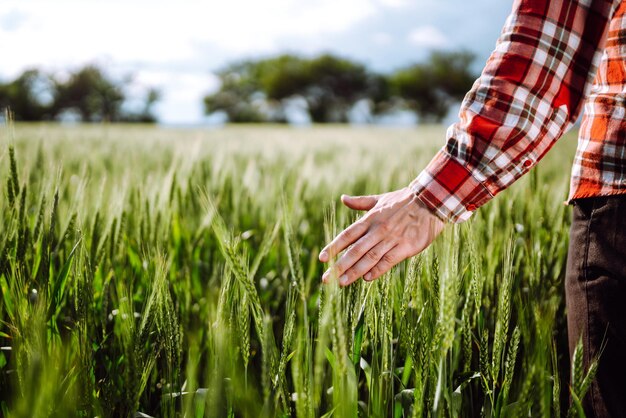 Farmer's Hand berührt junge Ähren der grünen Ernte Reifende Ähren des Weizenfeldes