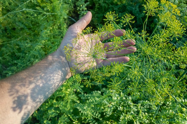 Farmer's Hand berührt landwirtschaftliche Nutzpflanzen aus nächster Nähe Anbau von Gemüse im Garten Pflege und Wartung der Ernte Umweltfreundliche Produkte