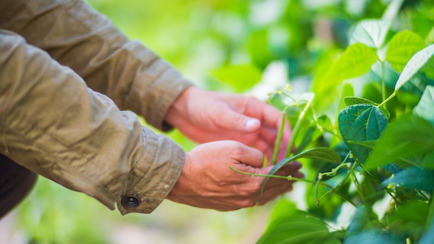 Farmer's Hand berührt landwirtschaftliche Nutzpflanzen aus nächster Nähe Anbau von Gemüse im Garten Pflege und Wartung der Ernte Umweltfreundliche Produkte