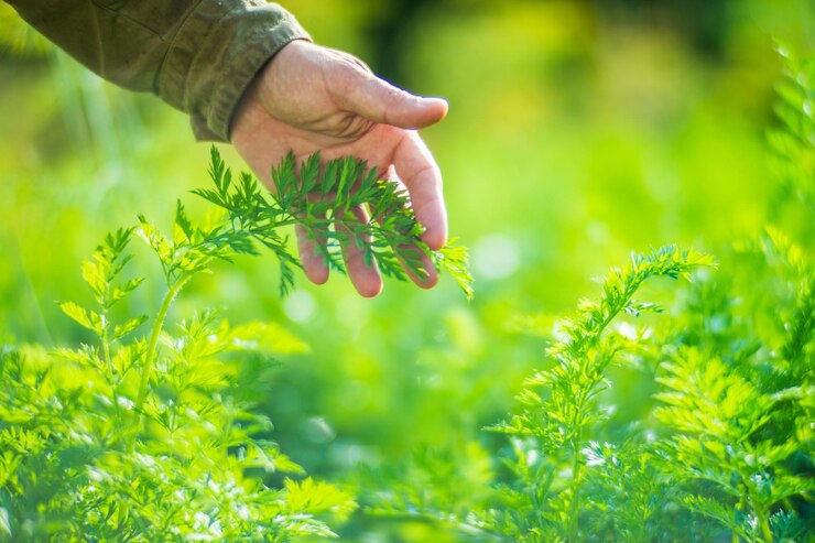 Farmer's Hand berührt landwirtschaftliche Nutzpflanzen aus nächster